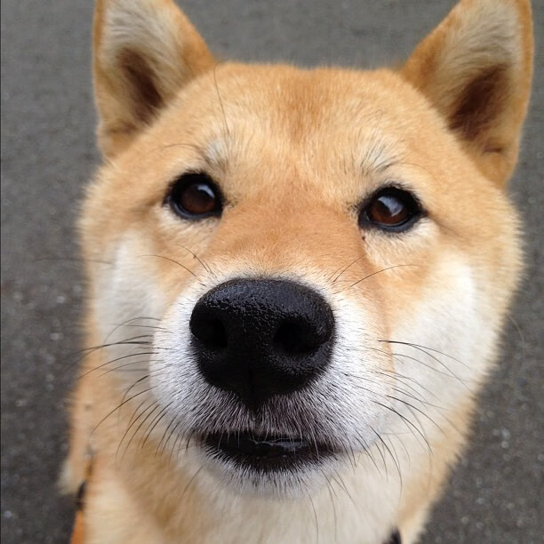 AYX GAMES-荷兰女足在预选赛中与德国队激战，荷兰女足比赛视频