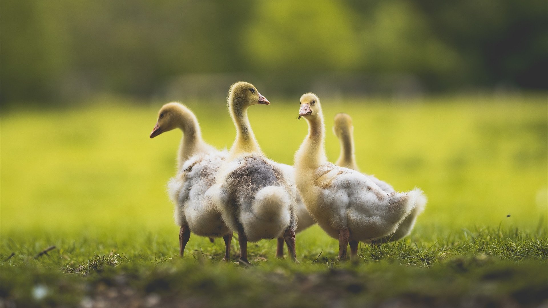 墨尔本联核心球员发挥稳定，atp 墨尔本