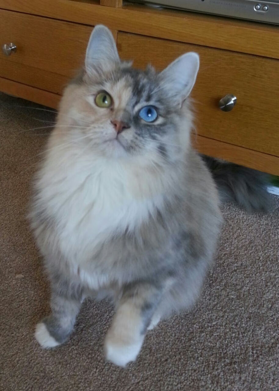 太空人队员阵容调整，迎来新气象，太空人 bin