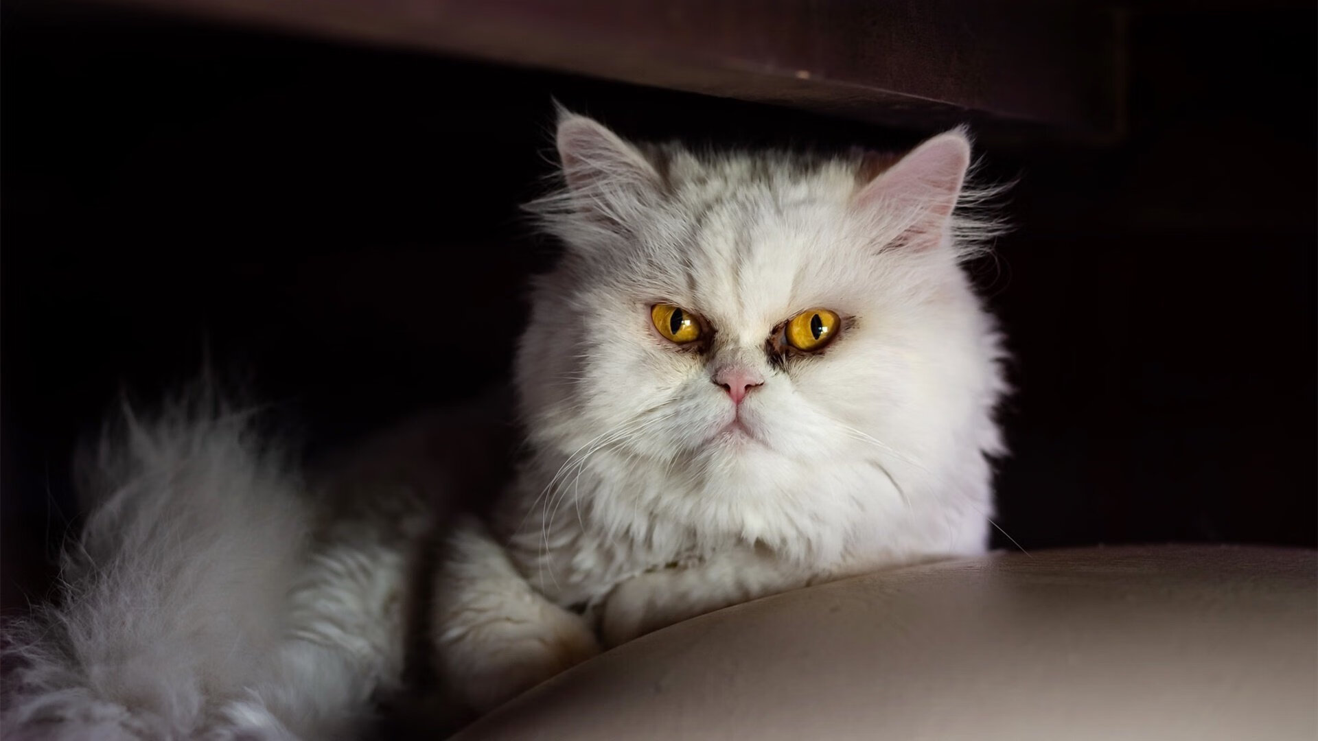 巴列卡诺队努力突破，争夺前进位置，巴列卡诺球员