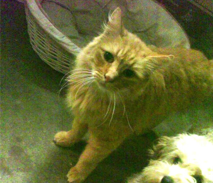 山东鲁能后卫因累计黄牌停赛，防线薄弱，山东鲁能中后卫