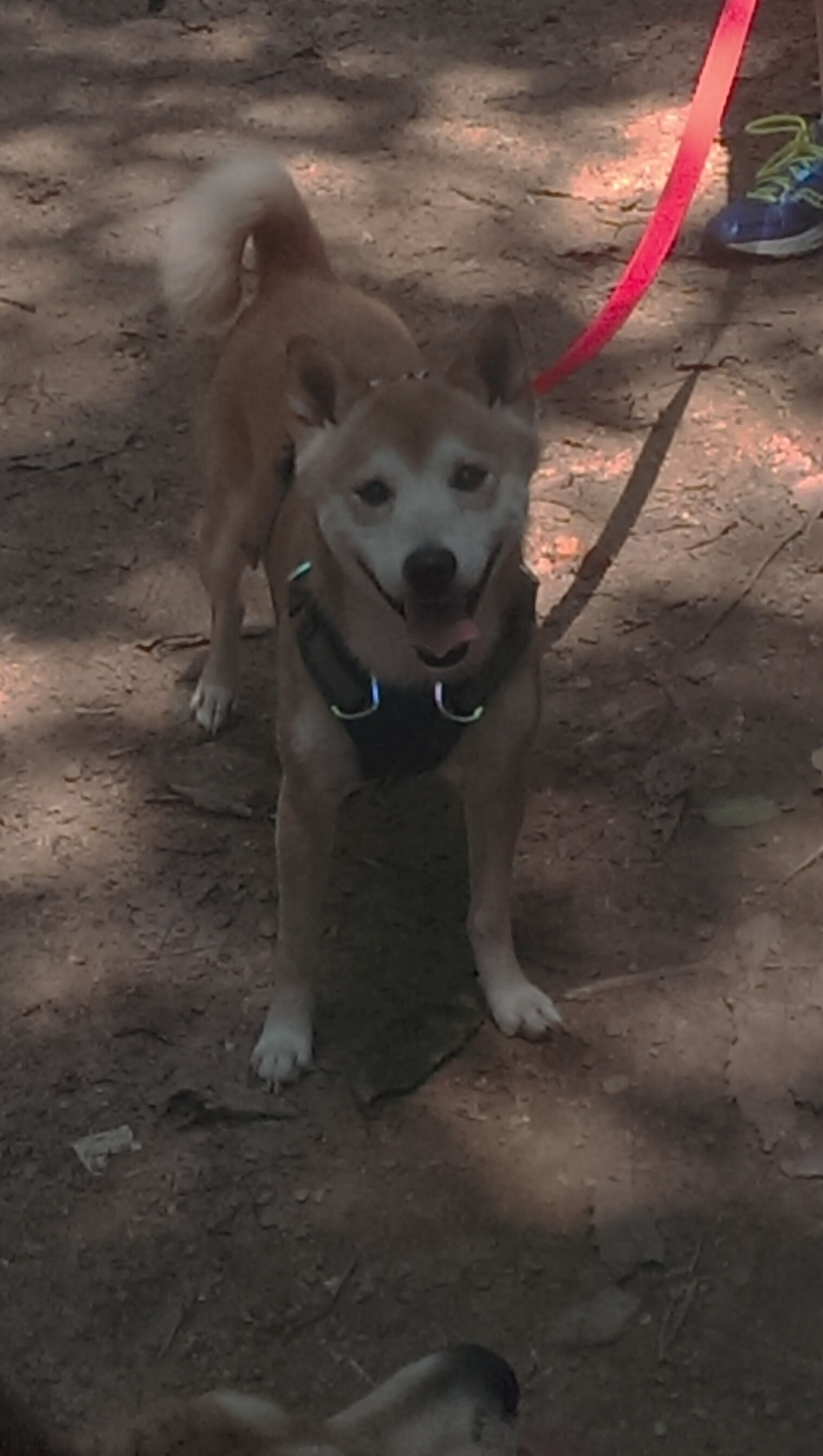 意大利足球队在今日的比赛中表现出色,意大利足球队状态