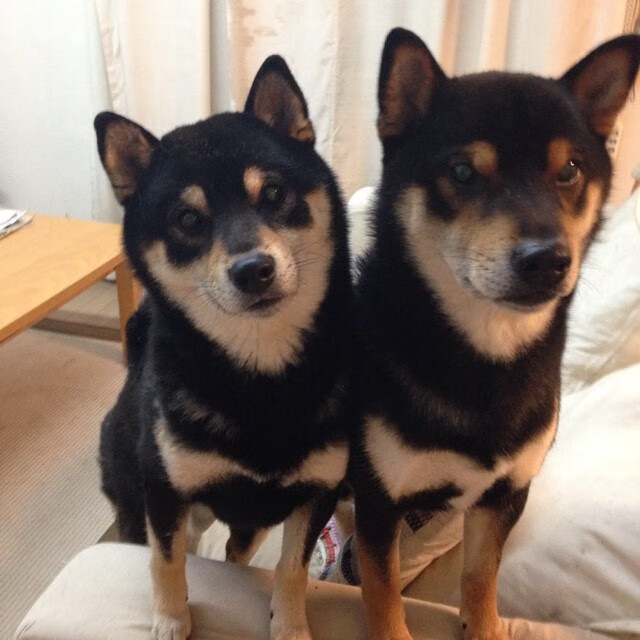 摩纳哥客场大胜马德里竞技,晋级欧冠八强,摩纳哥对马赛比分预测