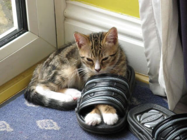 运动员职业发展路径探索,运动员职业发展路径探索图