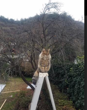 五大联赛阵型多变球队是否更难被对手破解,五大联赛集体爆冷